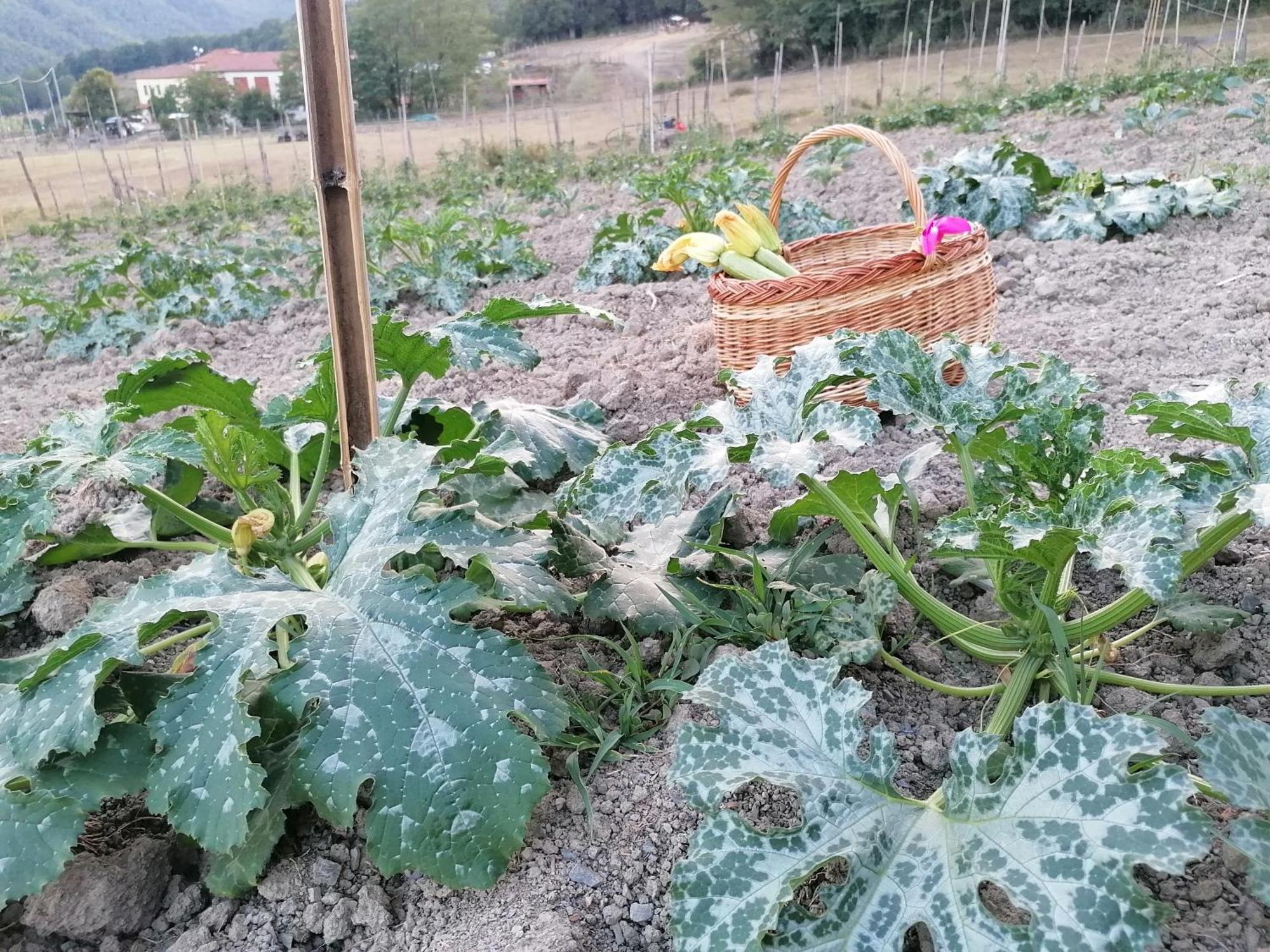 Agriturismo Dei Legi San Pietro Vara 外观 照片