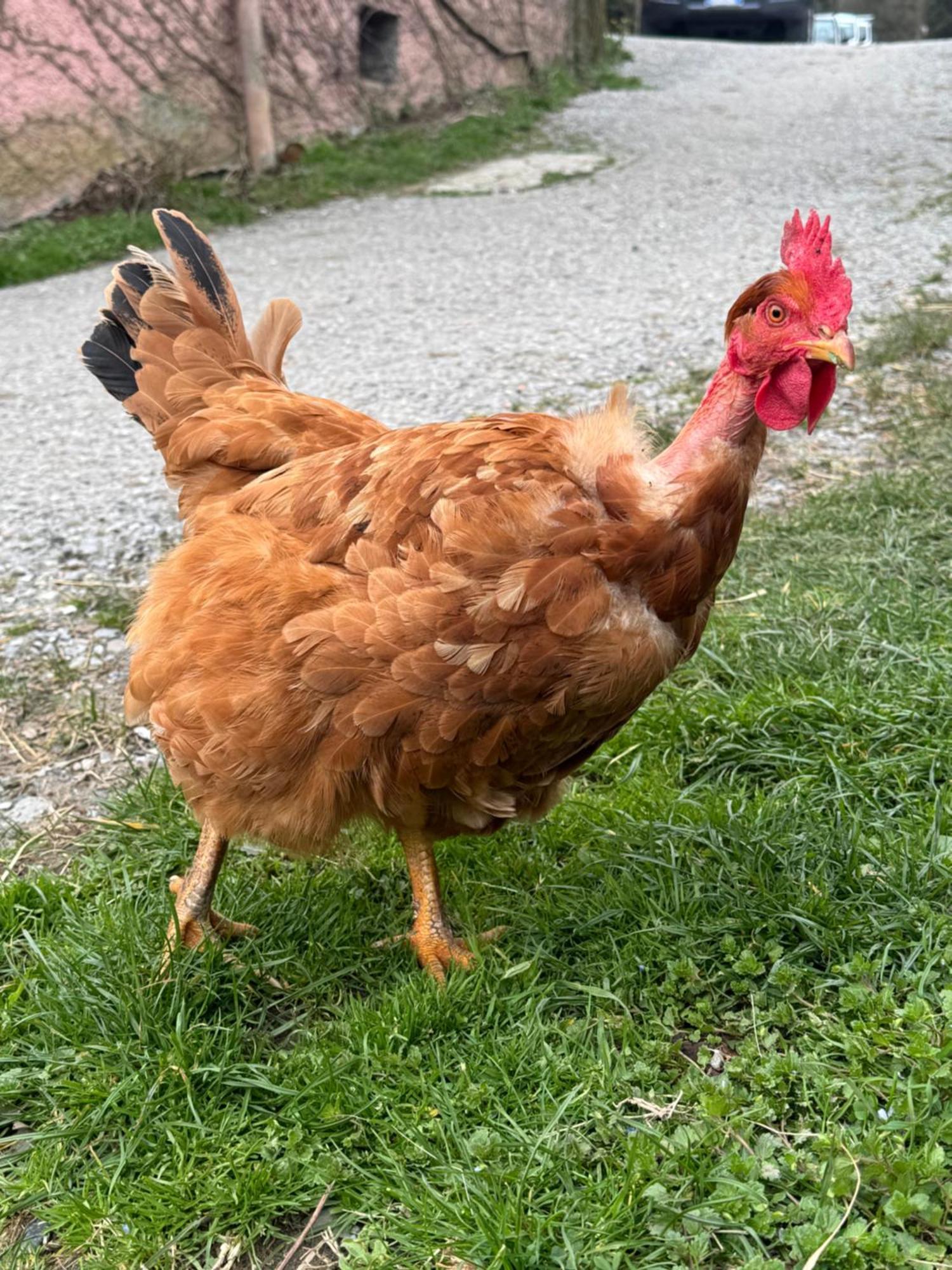 Agriturismo Dei Legi San Pietro Vara 外观 照片